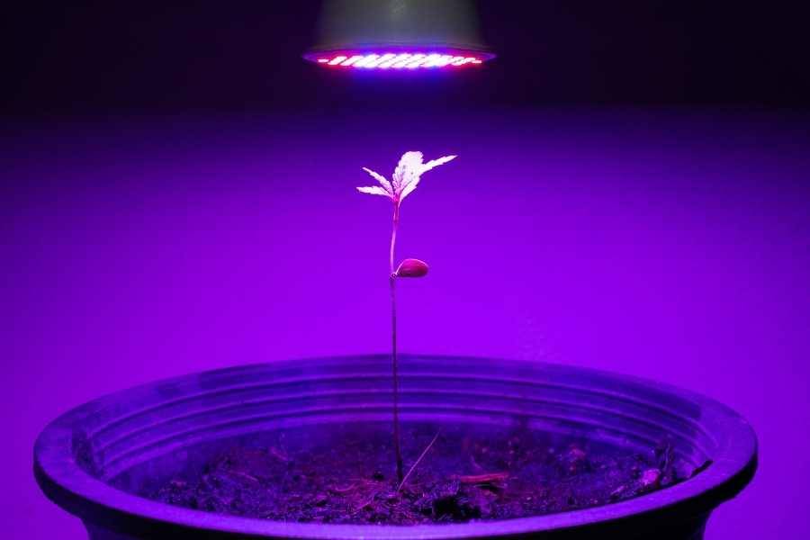 Grow Light Distance Chart Optimal Distance for Plant Growth